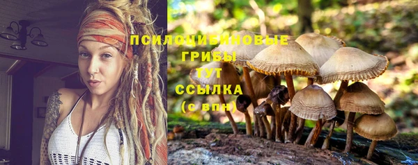 прущие грибы Богородицк